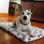 Maggie's new dog bed, Easiest DIY envelope-style pillow cover ever!