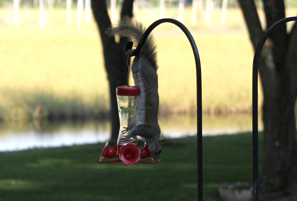 Squirrel on feeder