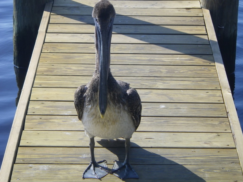 Brown Pelican posing at the Shed