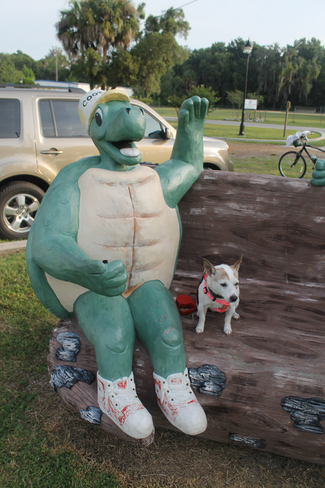 Cooter on the Withlacoochee State Trail