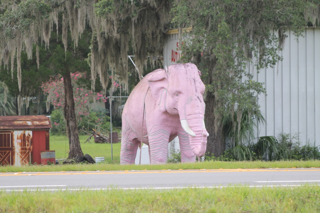 Pink Elephant on the Withlacoochee State Trail