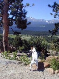 Travel Dog Blog, Colorado
