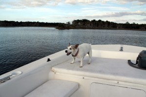 Travel Dog Blog, Maggie on the Water