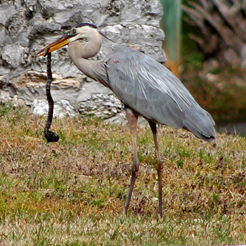 Heron of the Day
