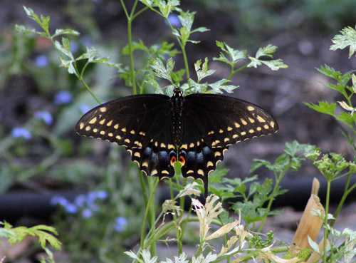 In the Garden, Eastern Swallowtail