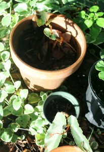 In the Garden, dragonwing begonia