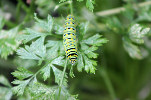 Butterflies in the Garden, Eastern Black Swallowtail