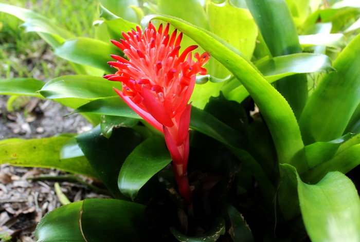 Bromeliad, In the Garden