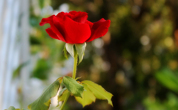 Rose, In the Garden