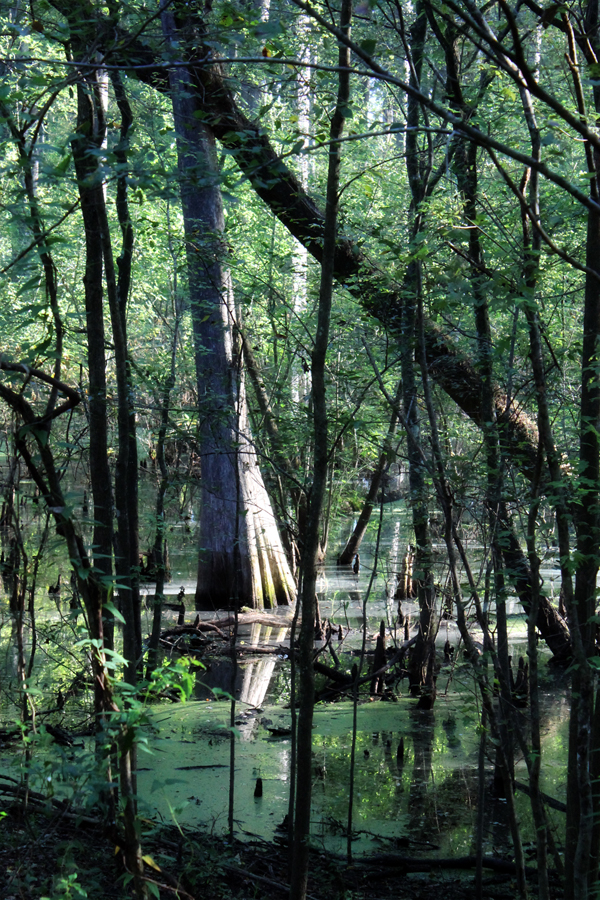Cypress Swamp