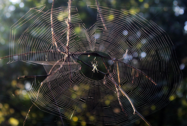 Spider Web on Trail