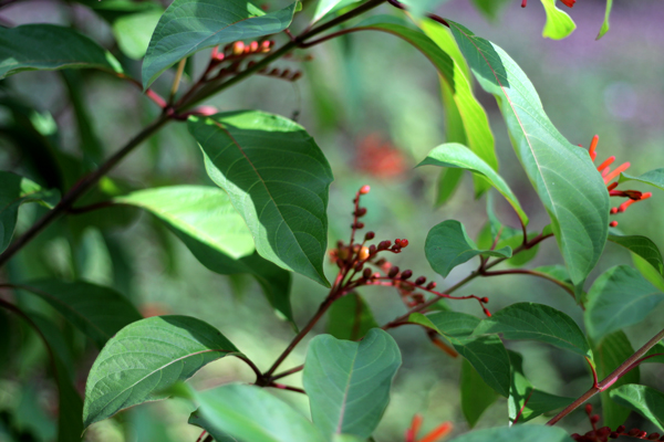 Hummingbird Bush Berries
