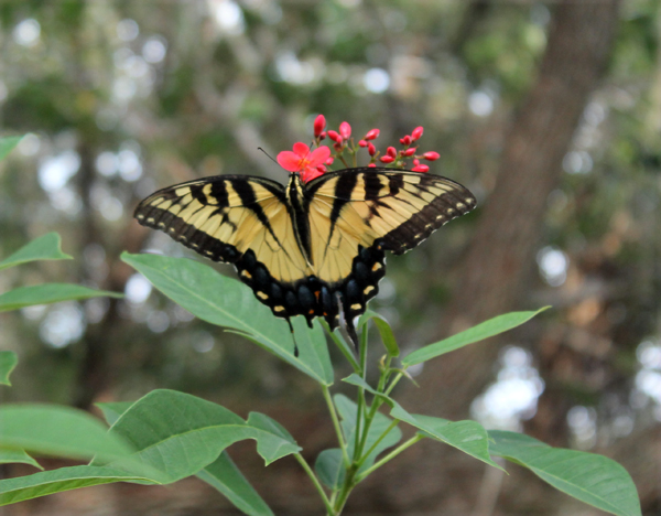 Butterfly in my back yard