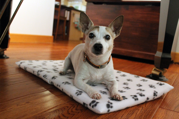 Maggie's new dog bed, Easiest DIY envelope-style pillow cover ever!