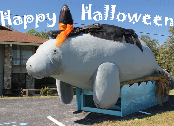 The great halloween manatee witch