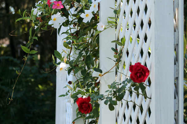In the garden, roses and mandevilla
