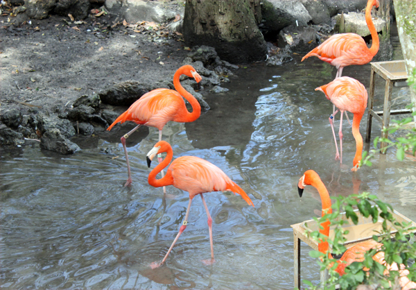 Flamingos, Homosassa Springs Wildlife Park