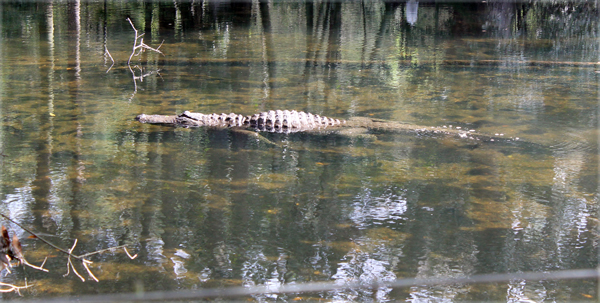 Alligator, Homosassa Springs Wildlife Park