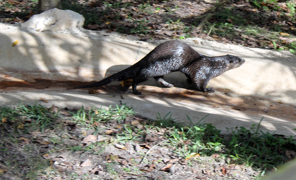 Otter, Homosassa Springs Wildlife Park