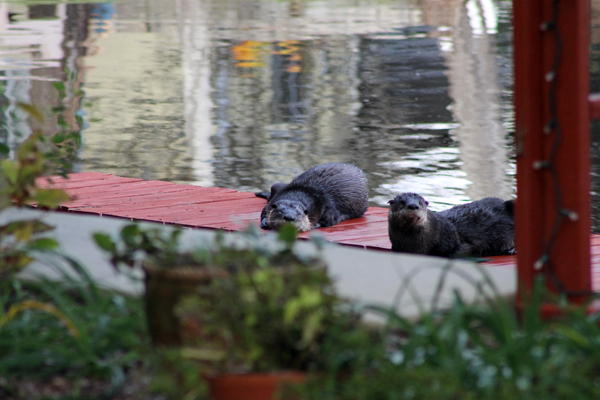 Otters enjoying the kayak dock