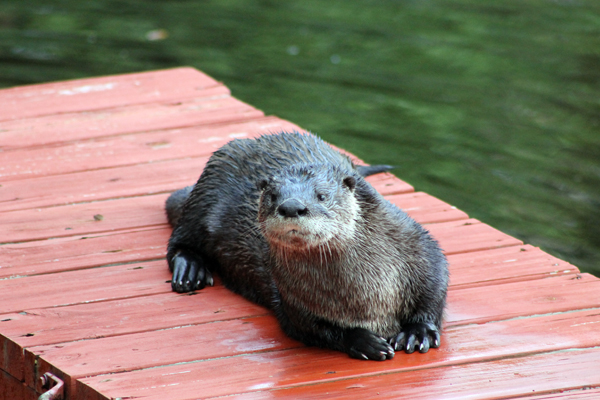 Otter on the kayak dock