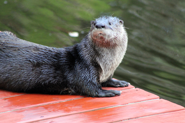 Otter on the kayak dock, It's the paparazzi, I'm outta here!