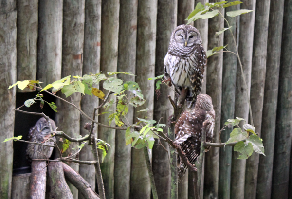 Owls, Homosassa Springs Wildlife Park