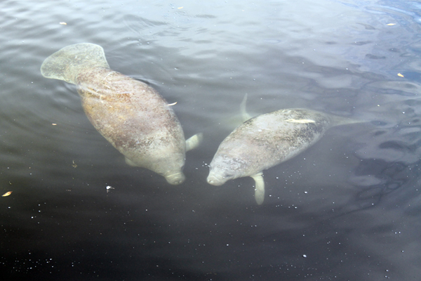 Manatee mother and child