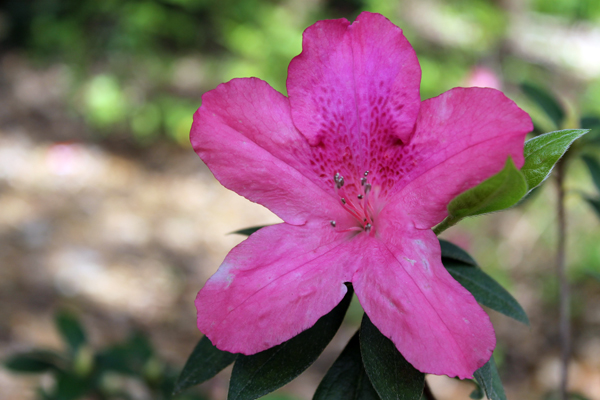 Pink Azaleas are Blooming