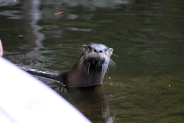 Otter on the kayak ramp