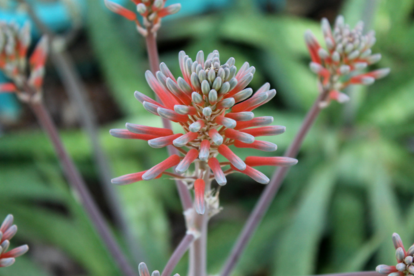 Blooms on Aloe Plant