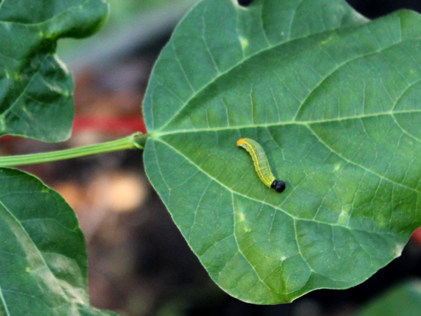 Bean Leaf Roller Caterpillar