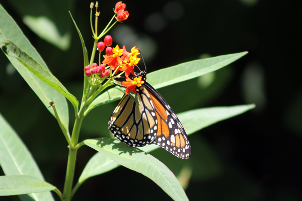 Monarch Butterfly on tropical Milkweed