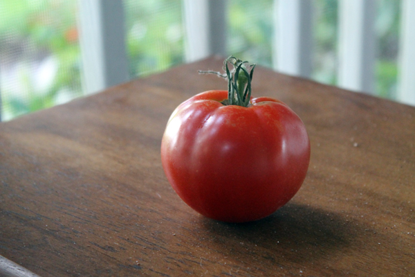 Celebrity Tomato