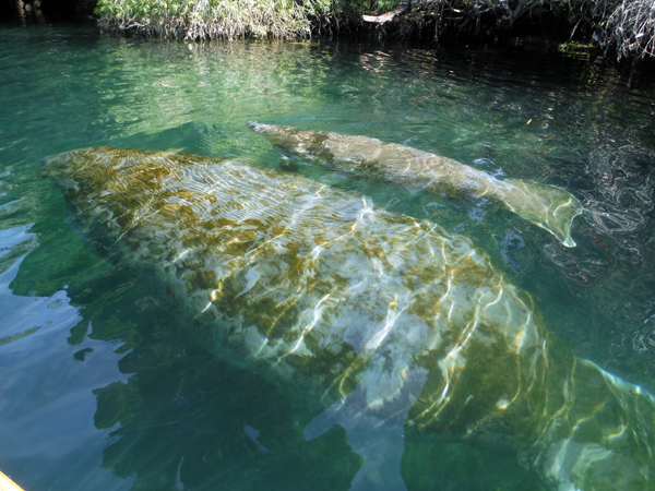 Kayaking Three Sisters Springs