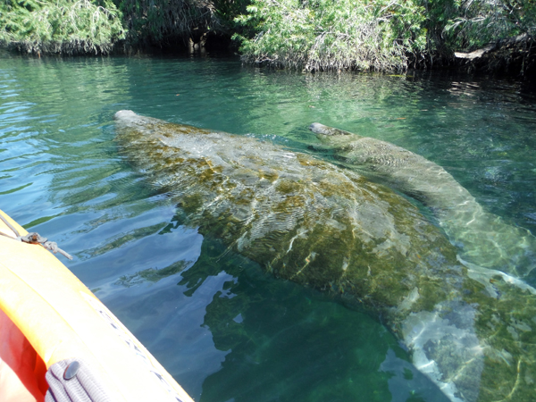 Kayaking Three Sisters Springs