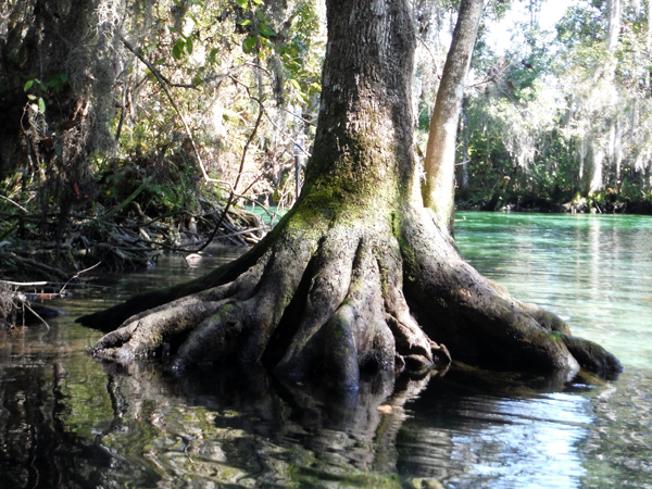 Kayaking Three Sisters Springs