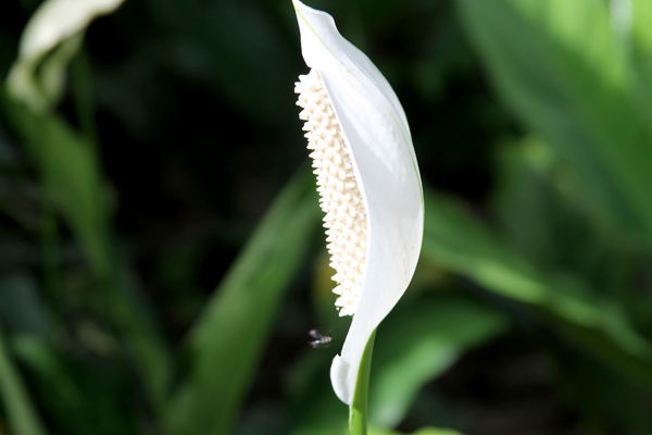 Bee on Peace Lily