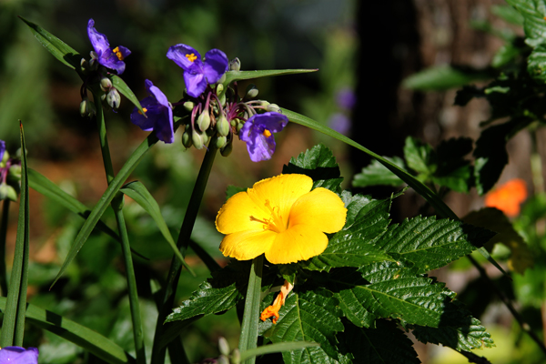 spiderwort and yellow flower