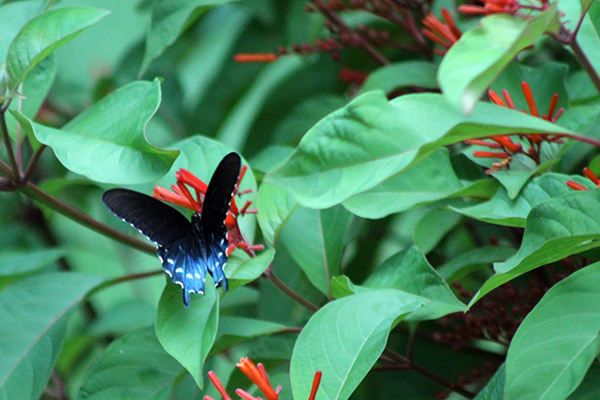 PipevineSwallowtail