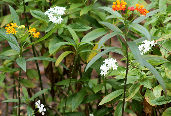 Butterfly Flowers, penta and milkweed