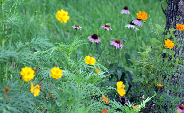 Cosmos and Coneflower