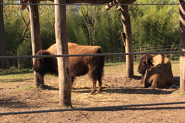 Bison at DC Zoo