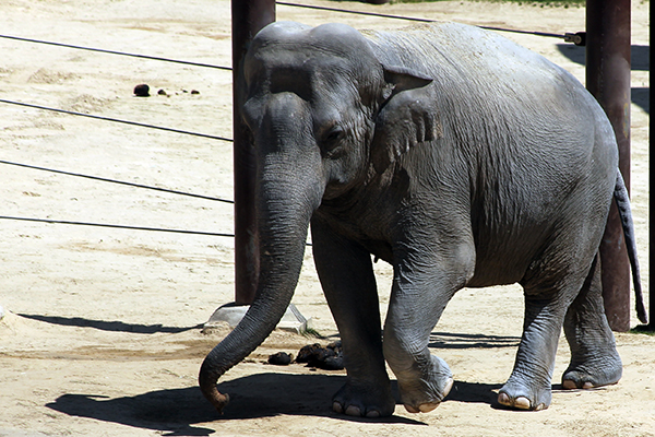 elephant at DC Zoo