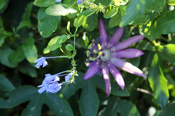 plumbago and passion flower