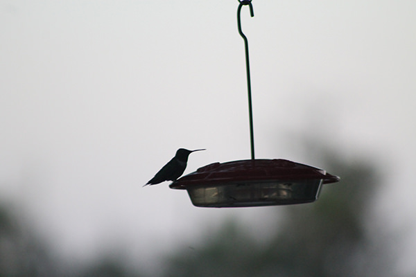 hummingbird 1