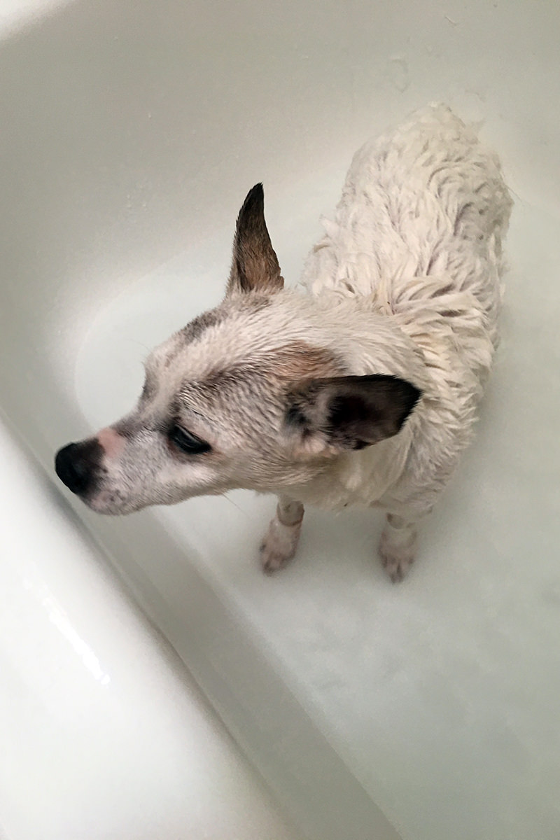 maggie got a bath