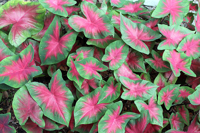 Caladiums