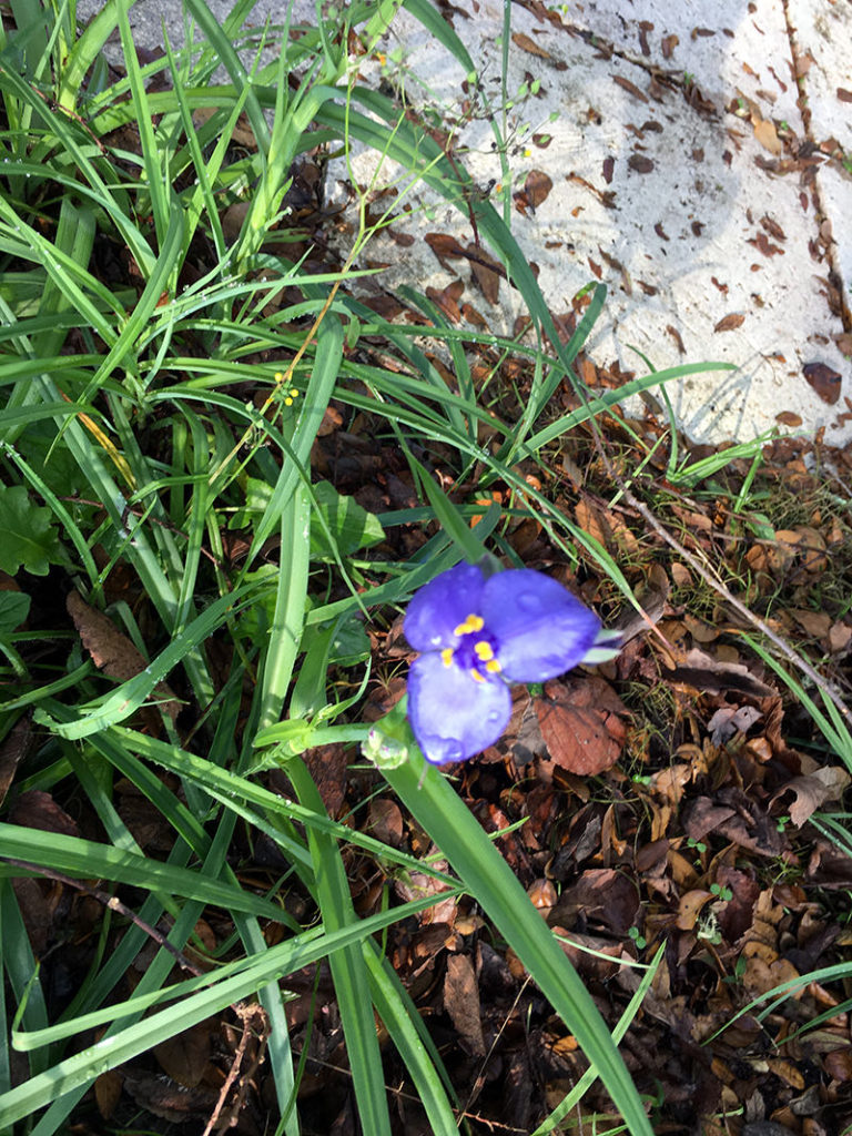 Spider Wort