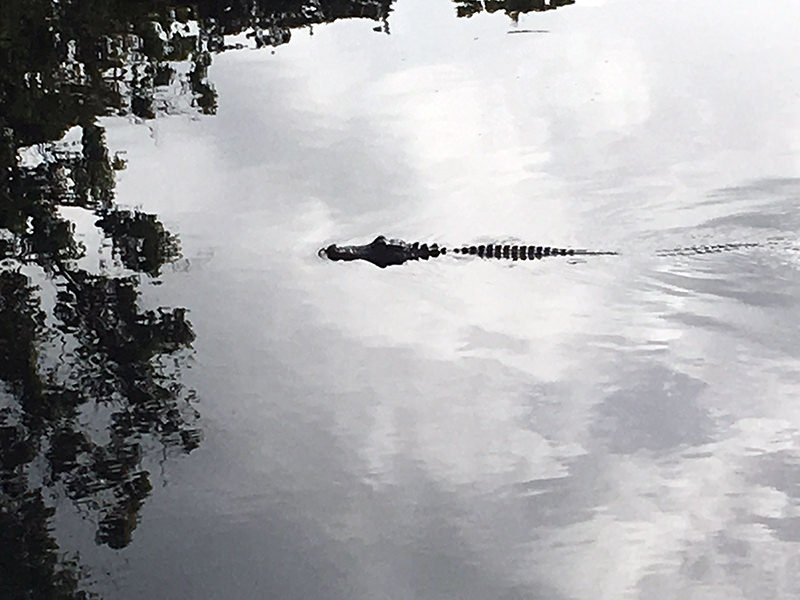 Gator